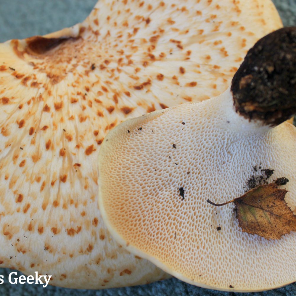 Dryads Saddle – Edible Mushroom Not Many People Know About