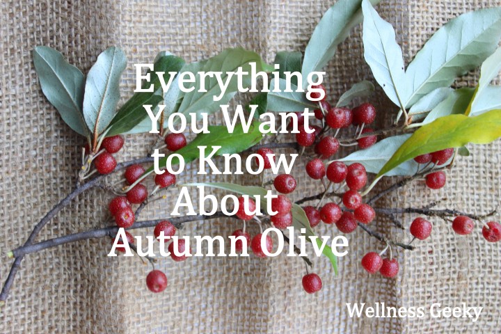 Everything You Want to Know About Super Autumn Olive Berry