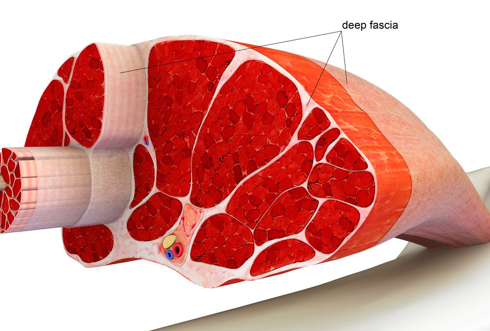 What Is Fascia And Where Is It Found In The Body?