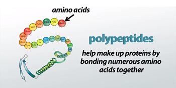 What Is Polypeptides