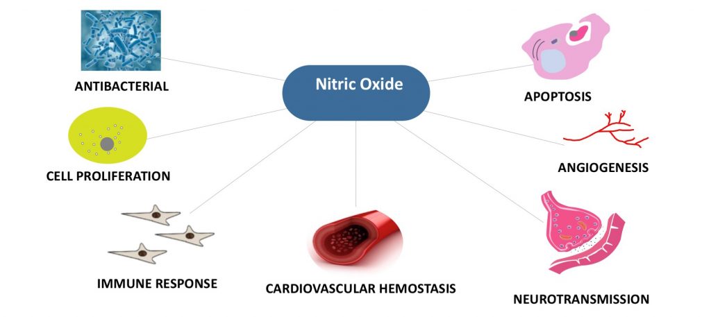 Nitric Oxide Vasodilator